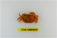 藏品(絨毛近方蟹)的圖片